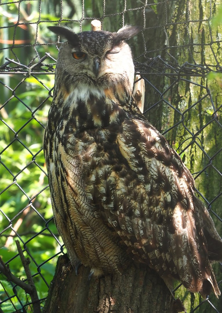 Eurasian eagle-owl (Bubo bubo bubo), 2023-04-30