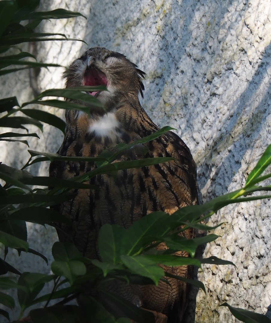 Eurasian eagle-owl (Bubo bubo bubo), 2023-09-24
