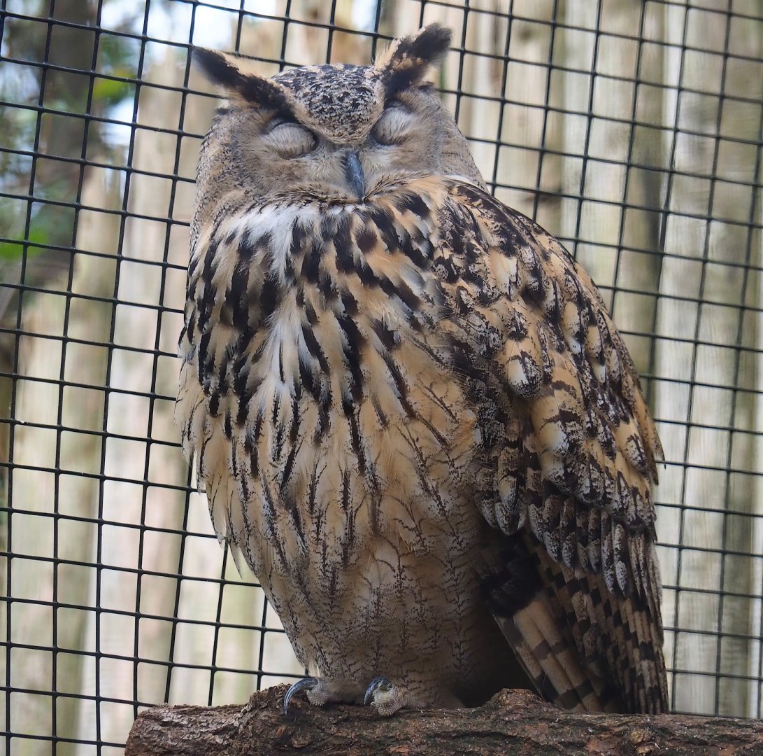 Eurasian eagle owl (Bubo bubo bubo), 2023-10-13