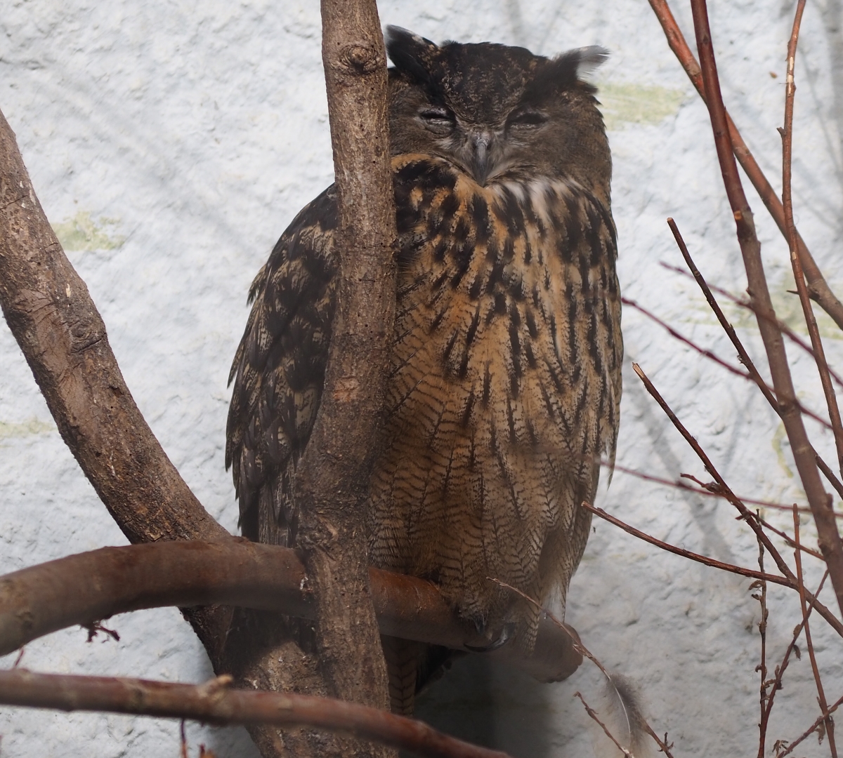 Eurasian eagle-owl (Bubo bubo bubo)