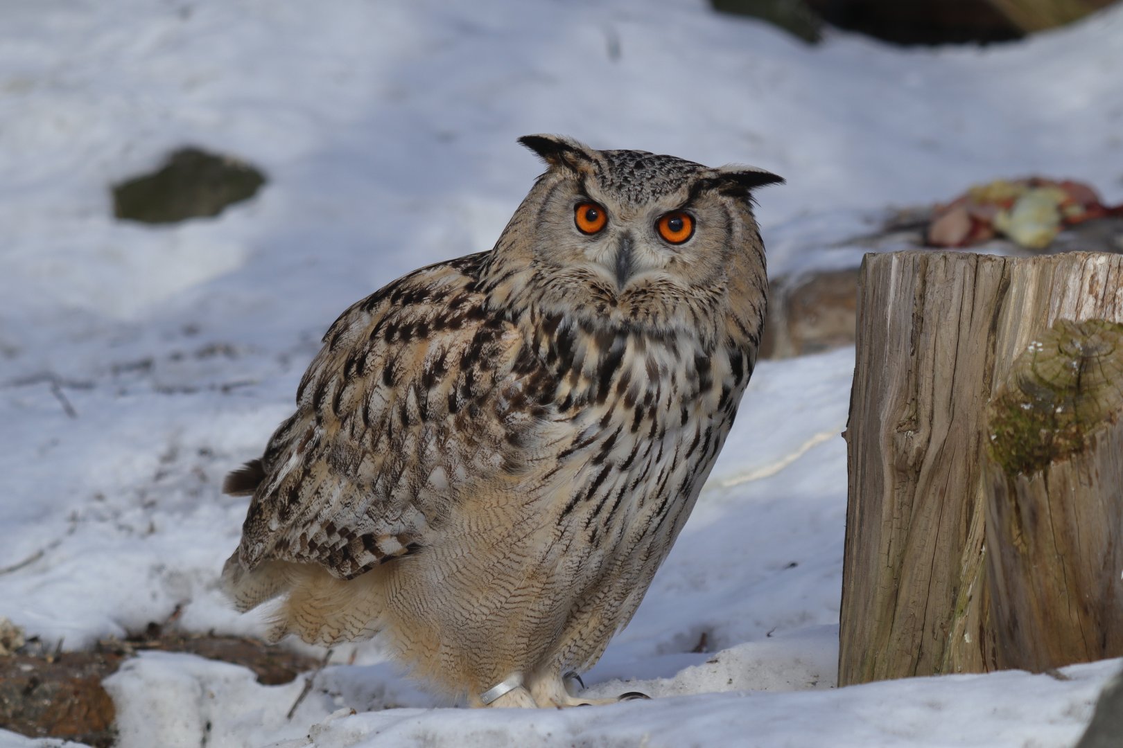 Eurasian eagle-owl (Bubo bubo bubo)