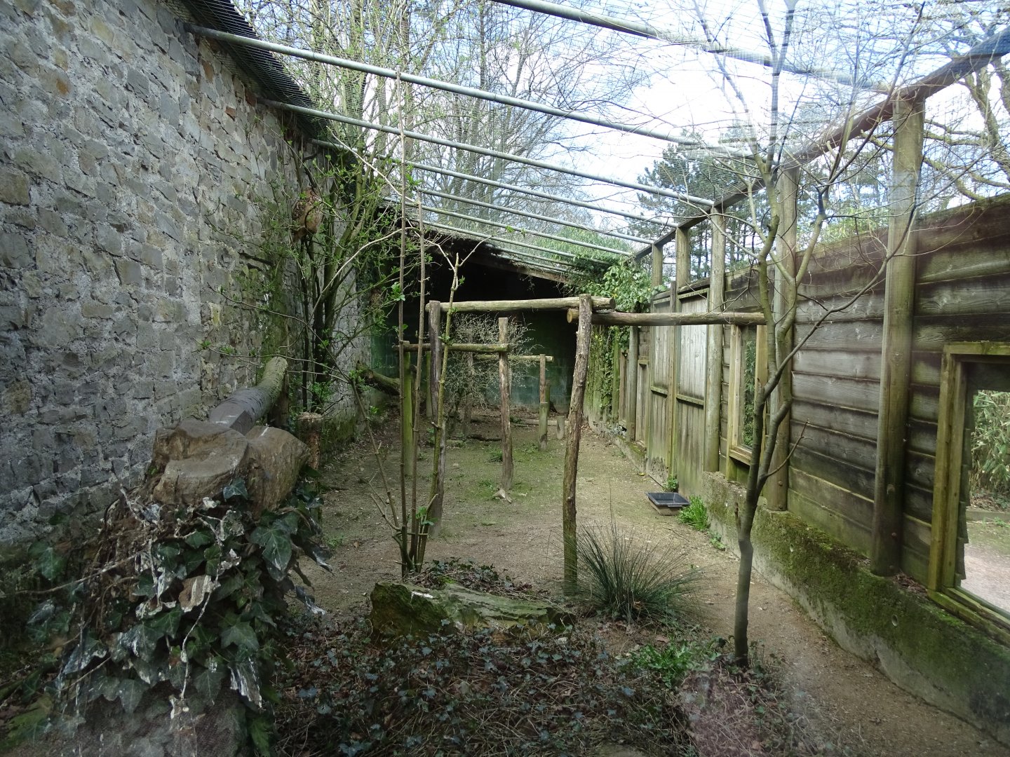 Eurasian eagle-owl (Bubo bubo) exhibit