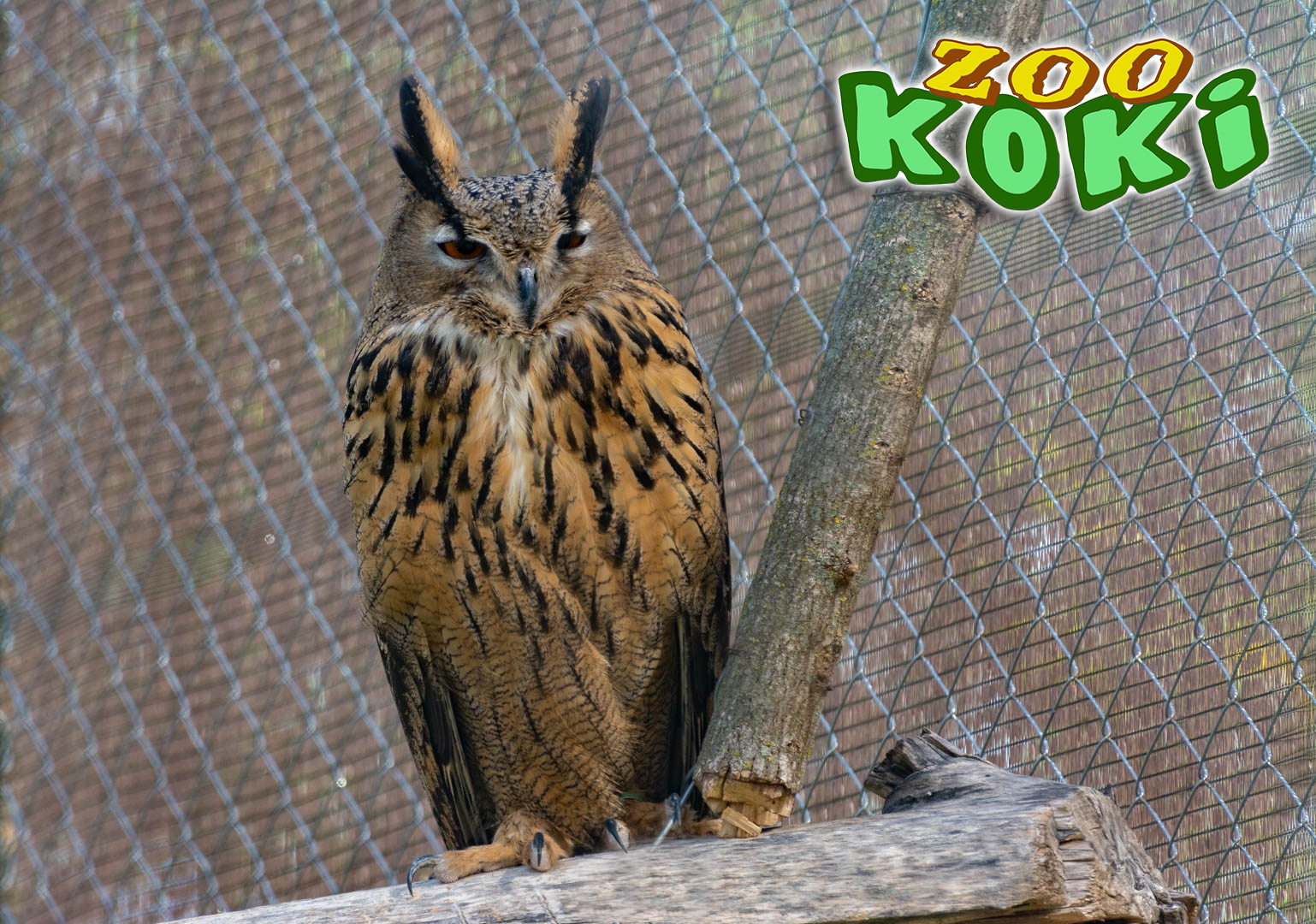 Eurasian eagle-owl (Bubo bubo)