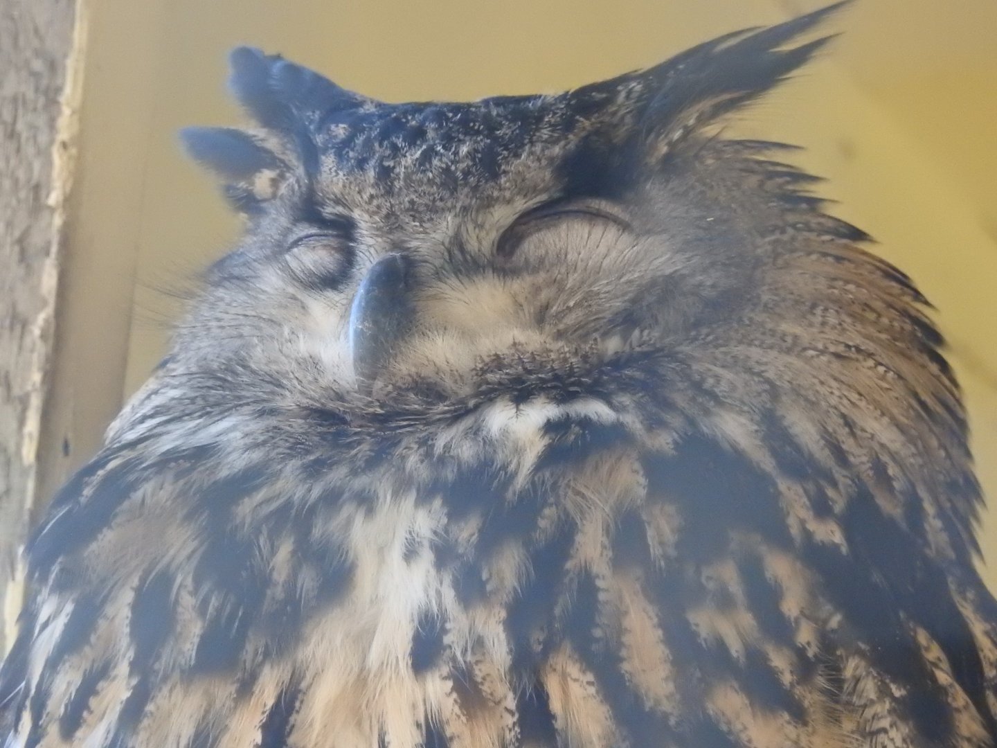 Eurasian Eagle Owl (Bubo bubo)