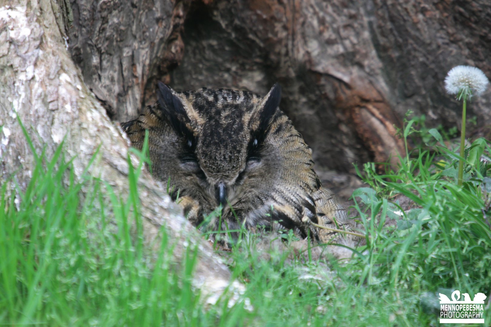 Eurasian eagle-owl (Bubo bubo)