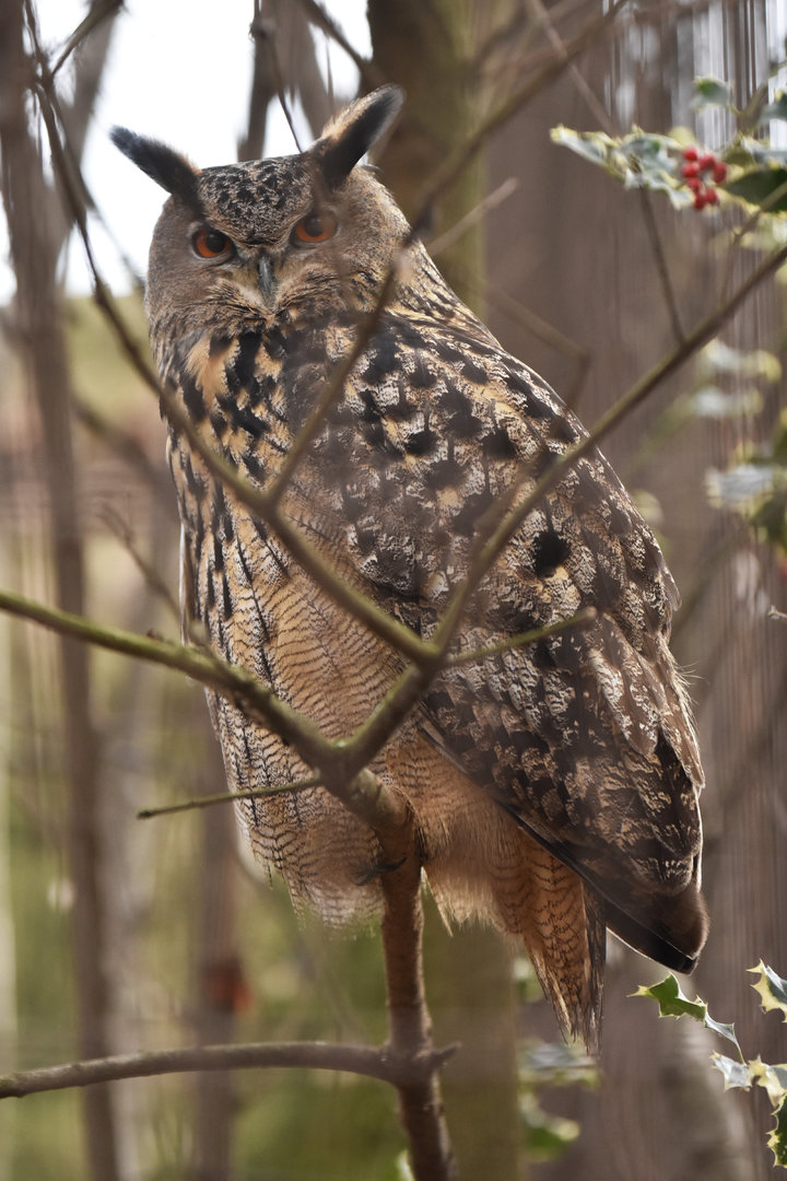 Eurasian Eagle-Owl Bubo bubo
