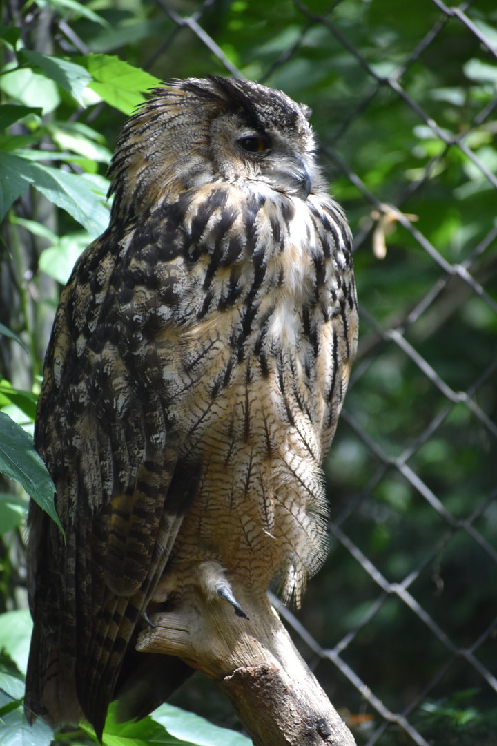Eurasian Eagle-Owl - Bubo bubo