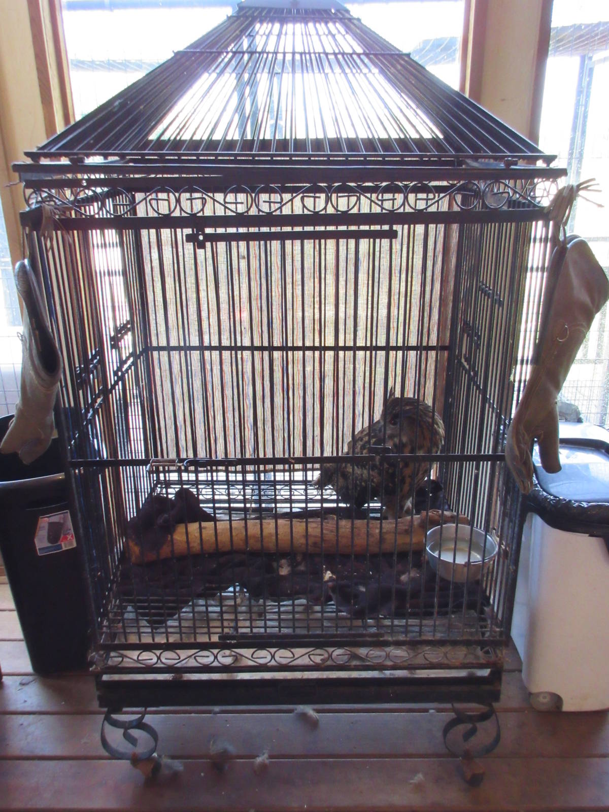 Eurasian Eagle Owl Cage