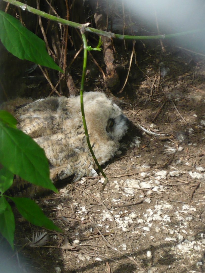 Eurasian eagle-owl chick