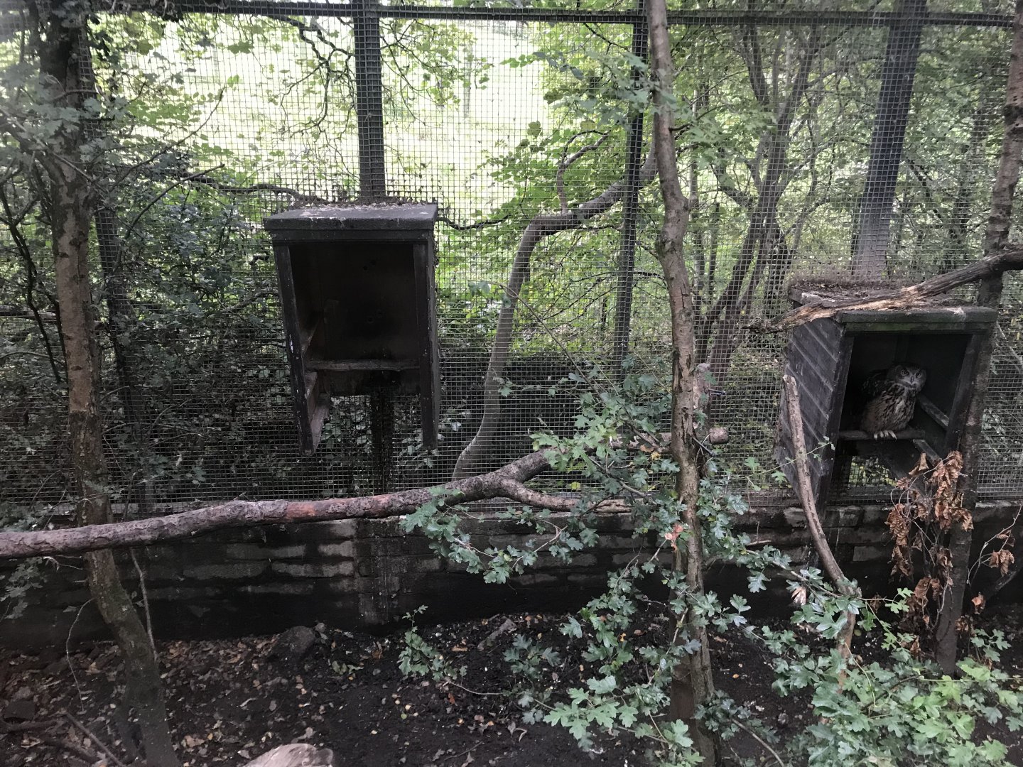 Eurasian eagle owl enclosure