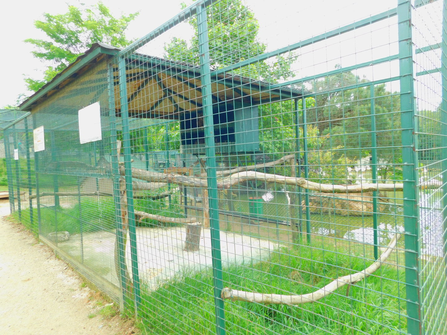 Eurasian Eagle Owl Enclosure