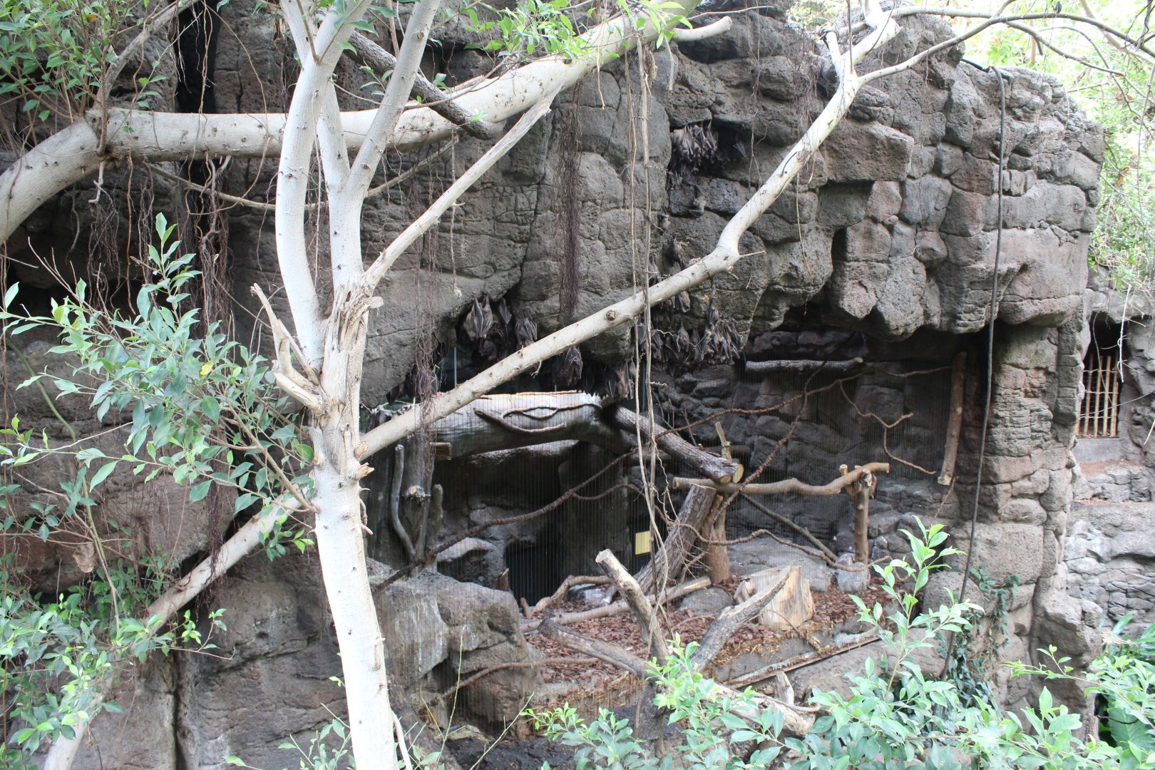 Eurasian Eagle Owl Exhibit + Free Flight Bats - Lied Jungle