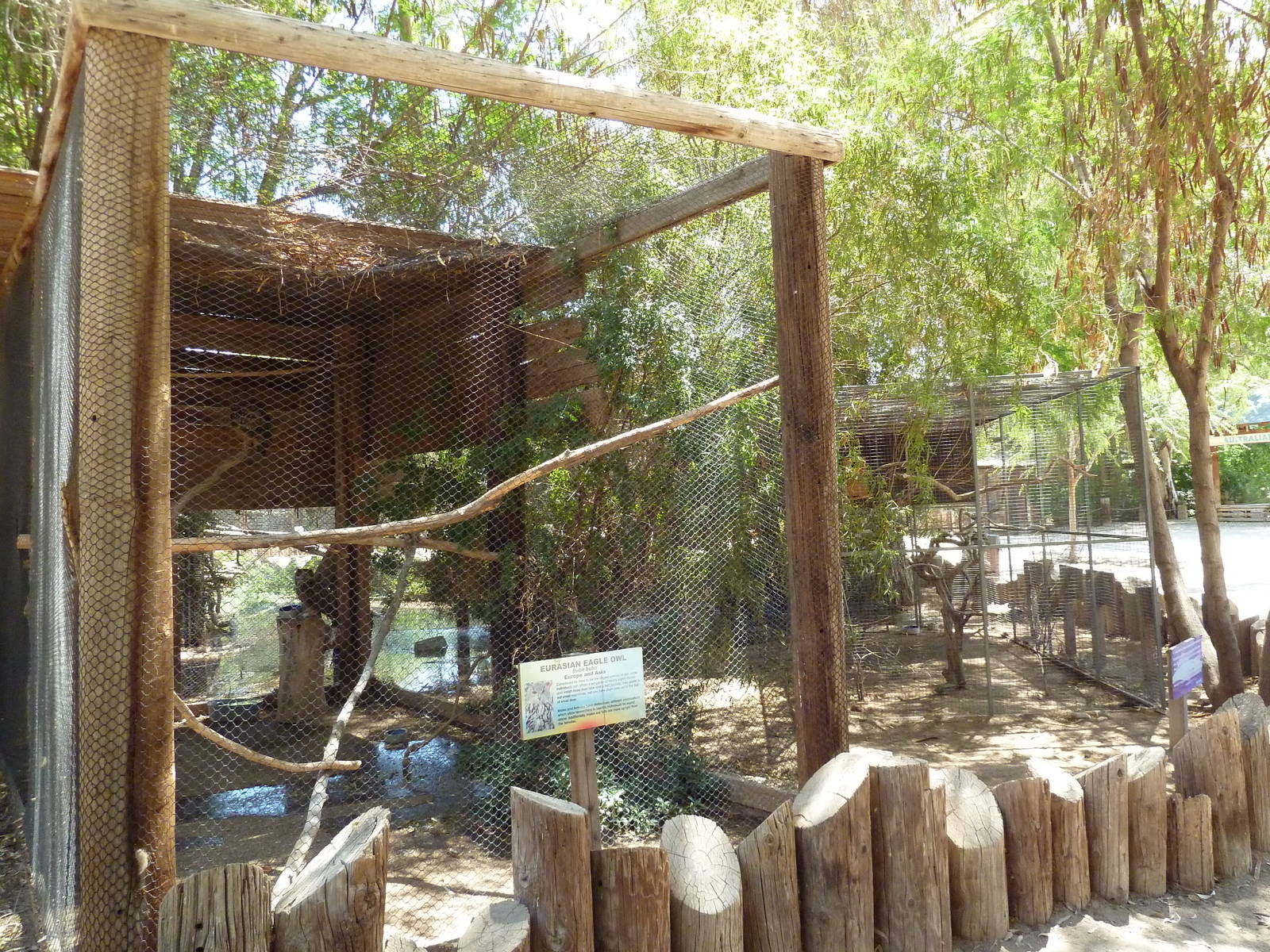 Eurasian Eagle Owl Exhibit