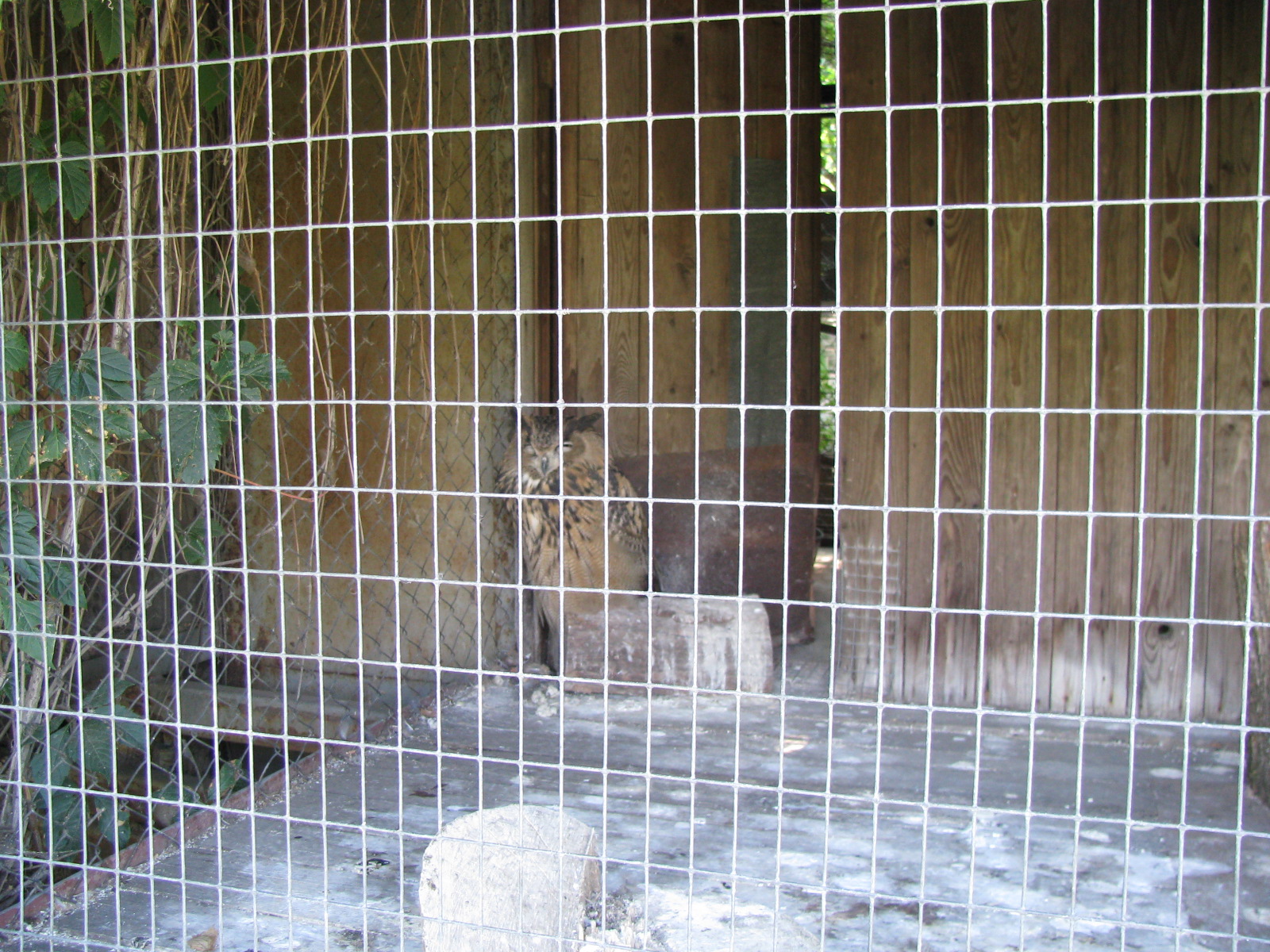 Eurasian eagle owl exhibit