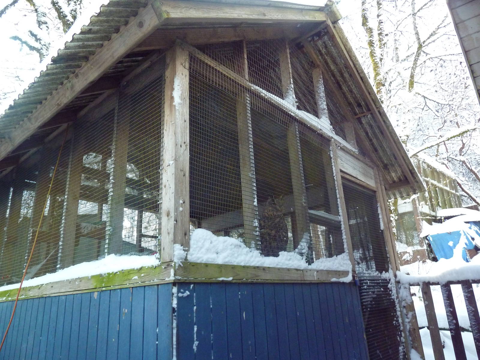 Eurasian Eagle Owl Exhibit