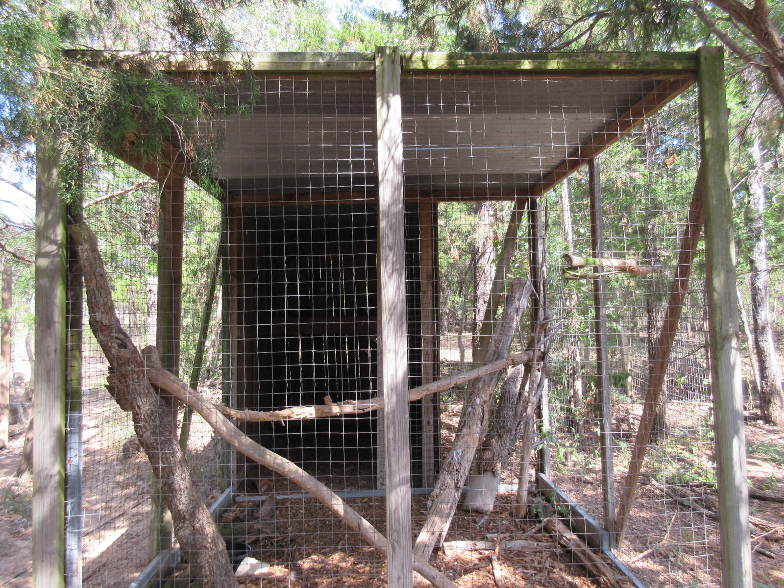 Eurasian Eagle Owl Exhibit