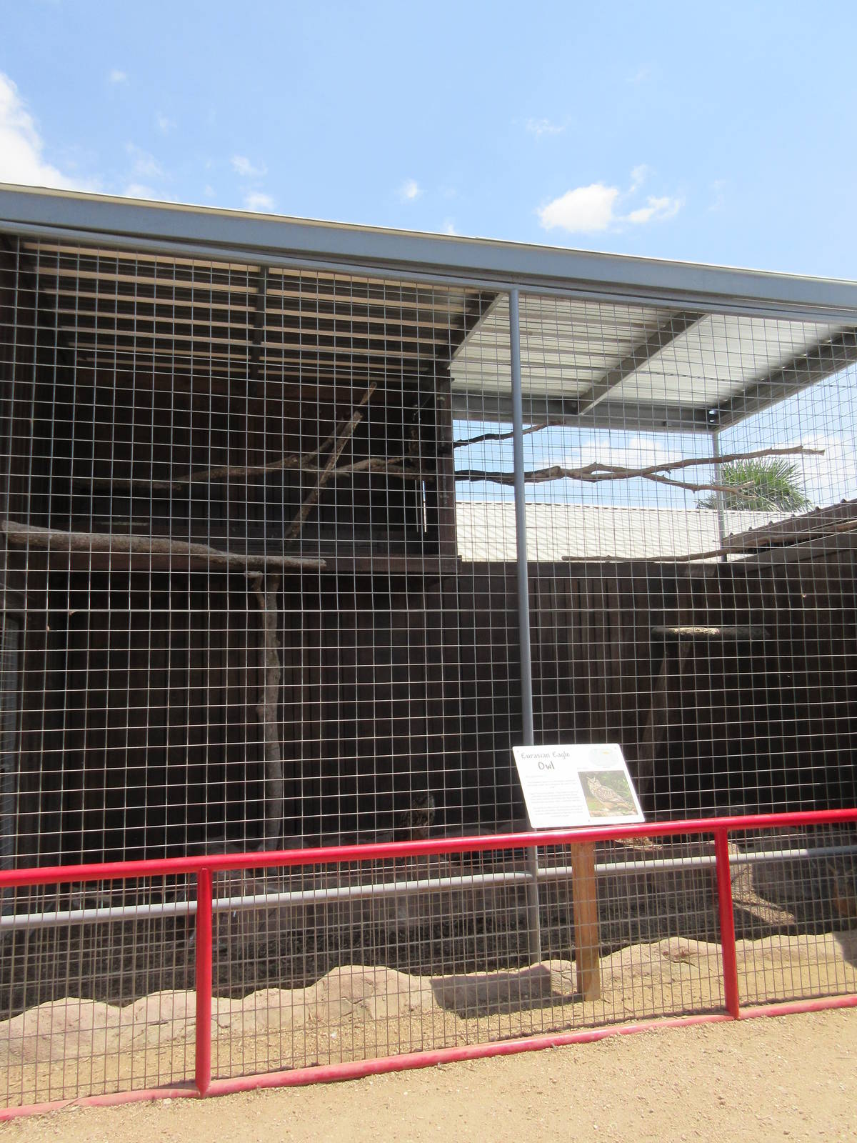 Eurasian Eagle Owl Exhibit