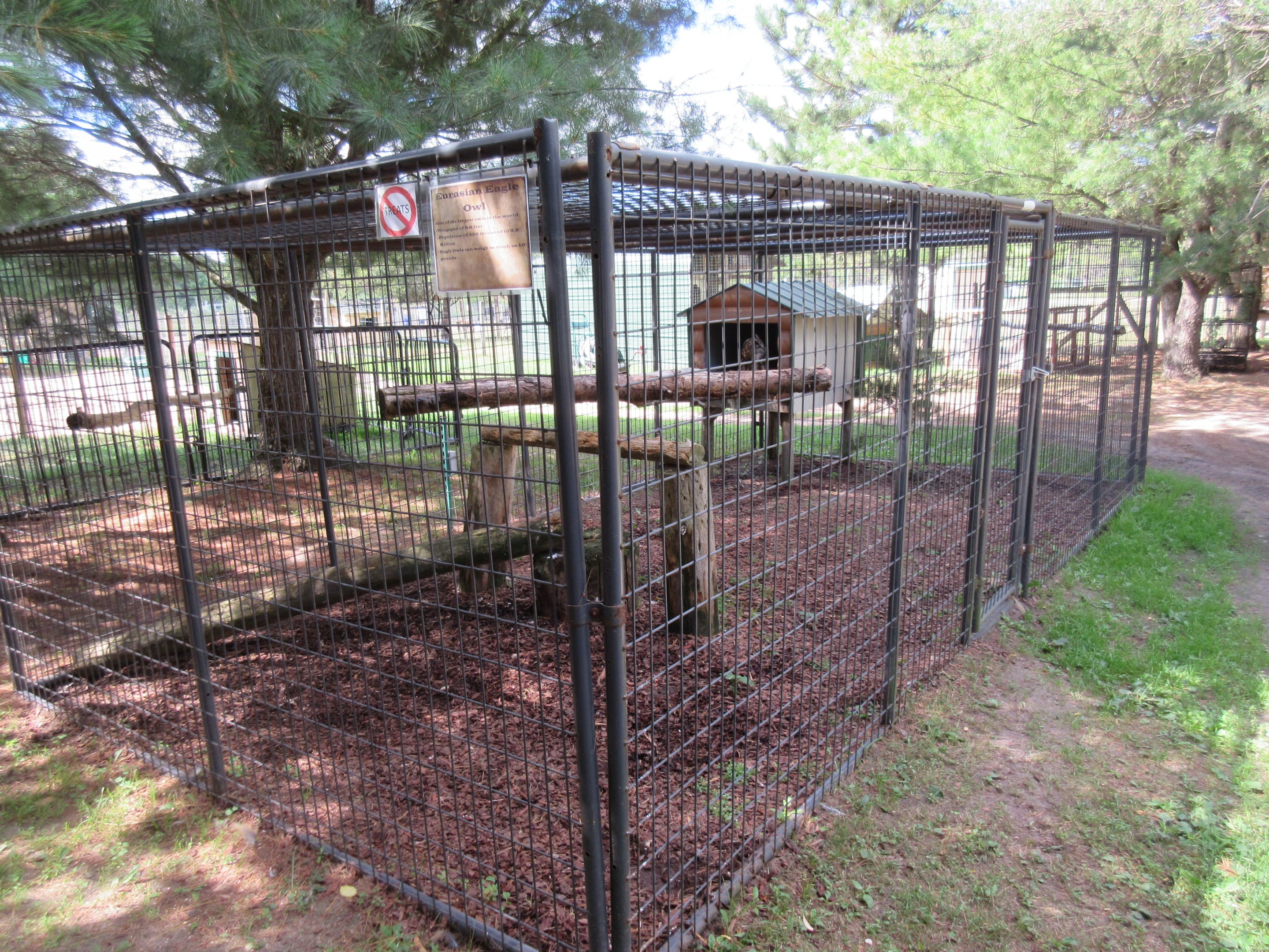 Eurasian Eagle Owl Exhibit