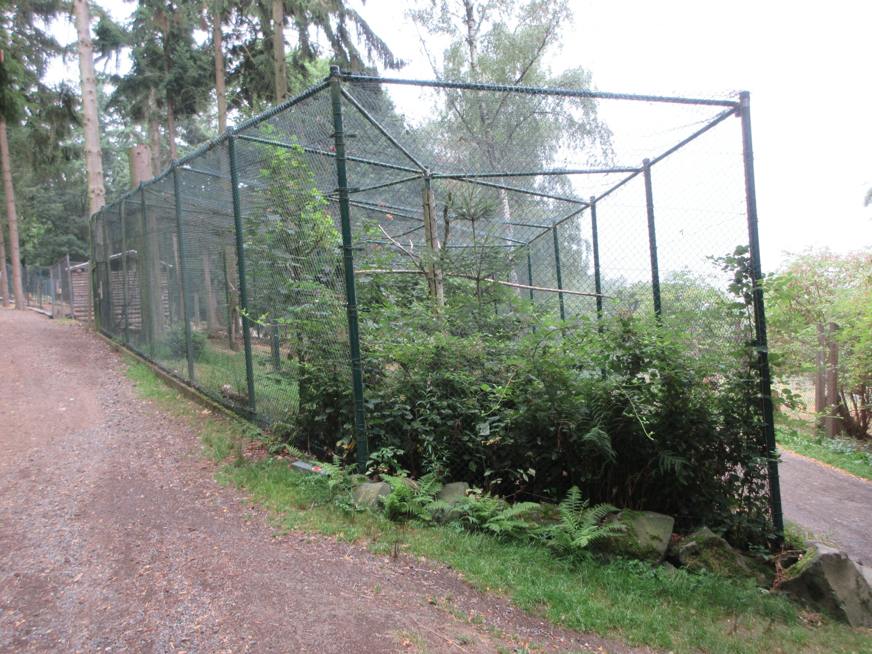 Eurasian Eagle Owl Exhibit