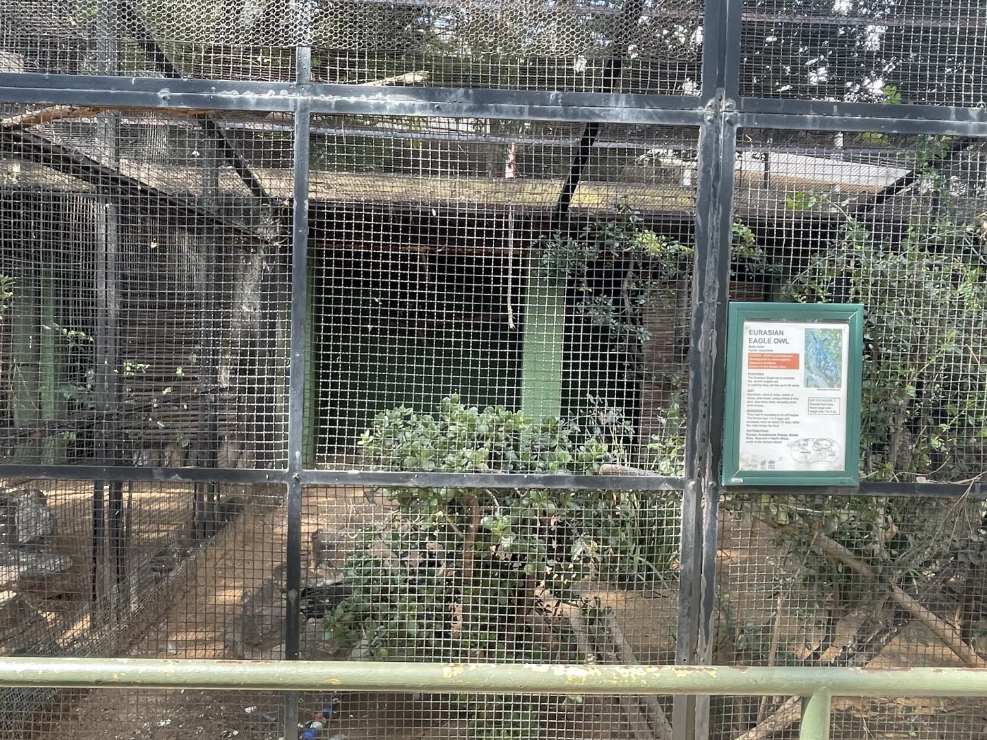 Eurasian Eagle Owl Exhibit