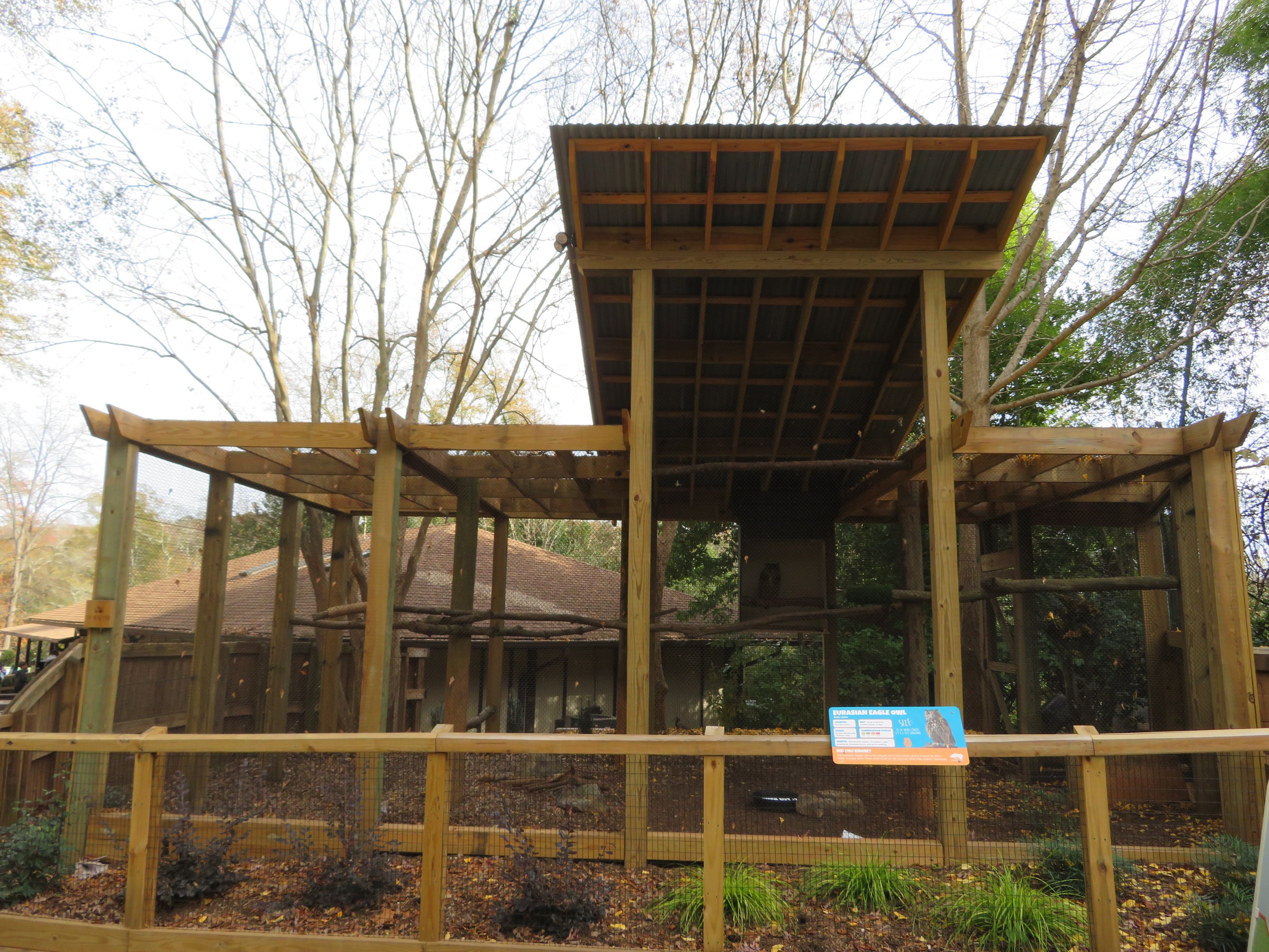 Eurasian Eagle-owl Exhibit