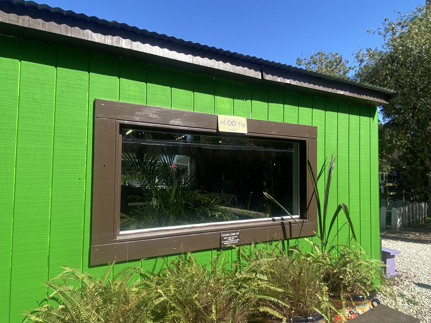 Eurasian Eagle Owl Exhibit
