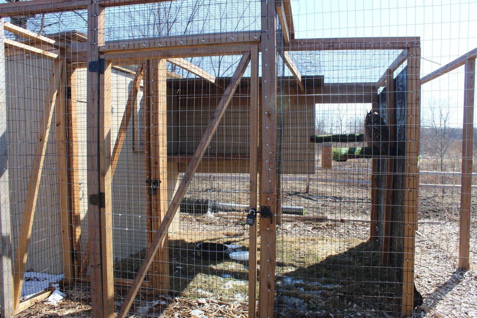 Eurasian Eagle Owl Exhibit