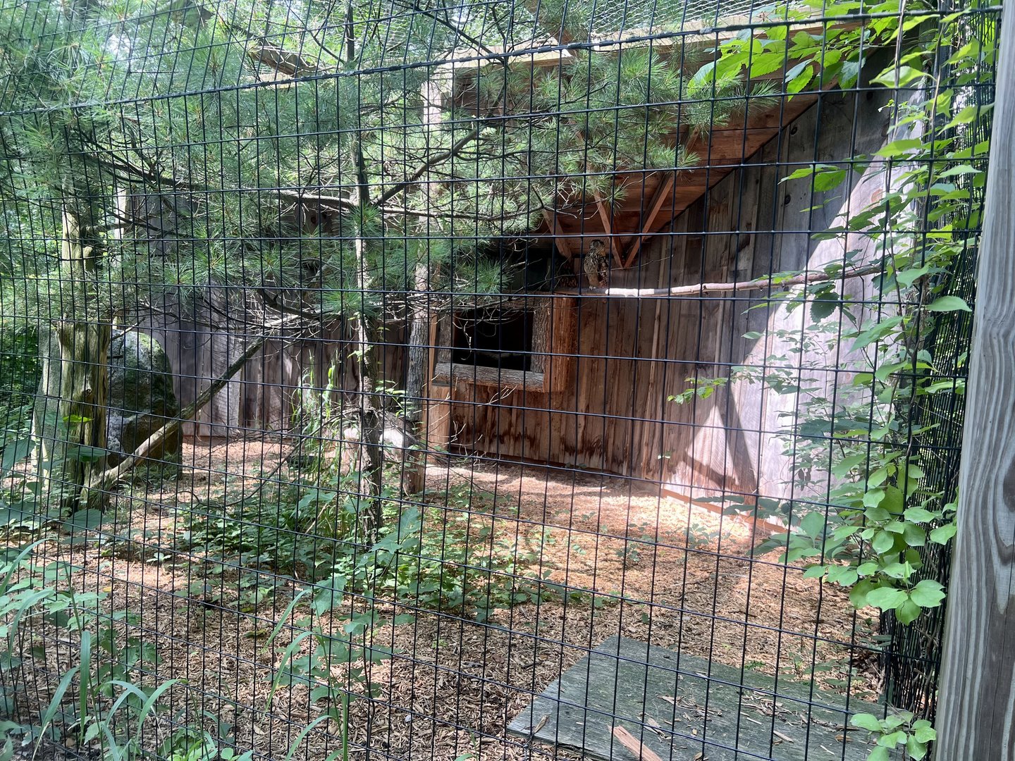 Eurasian Eagle Owl Exhibit