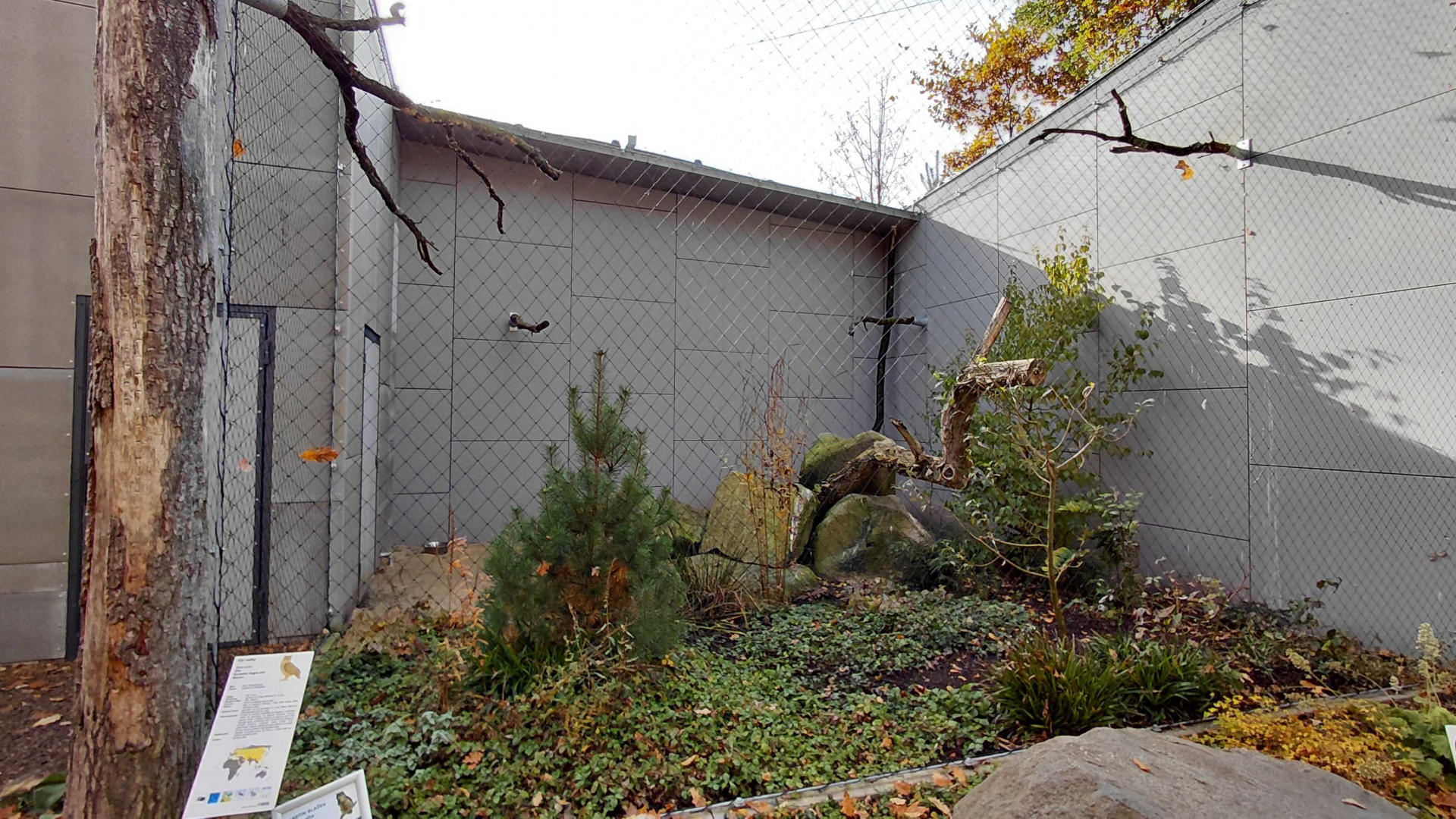 Eurasian eagle-owl exhibit