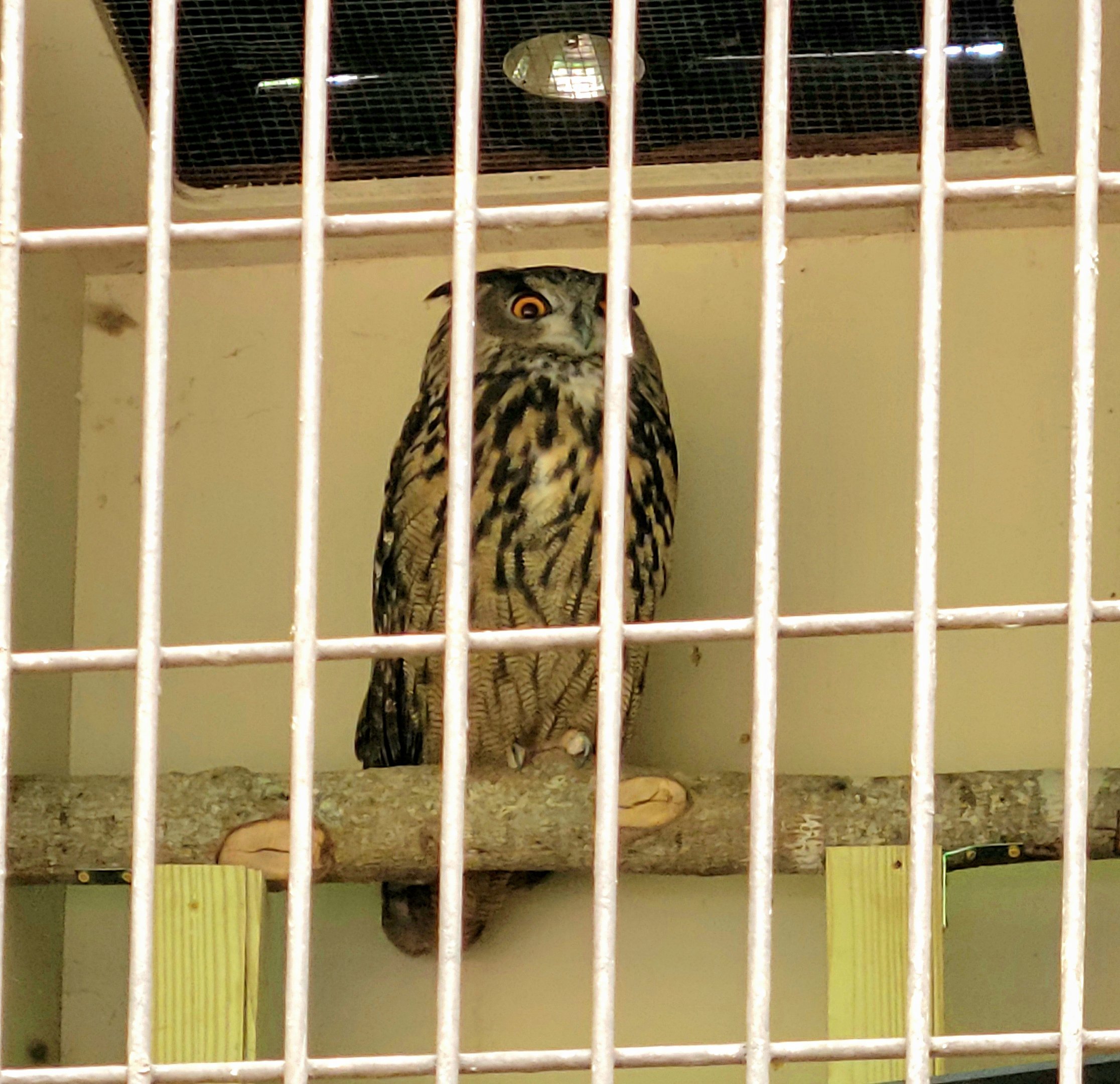 Eurasian Eagle Owl-Greenville Zoo
