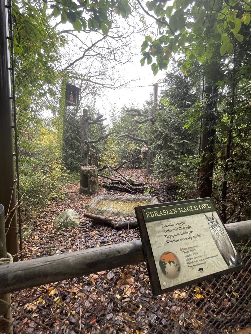 Eurasian Eagle Owl Habitat
