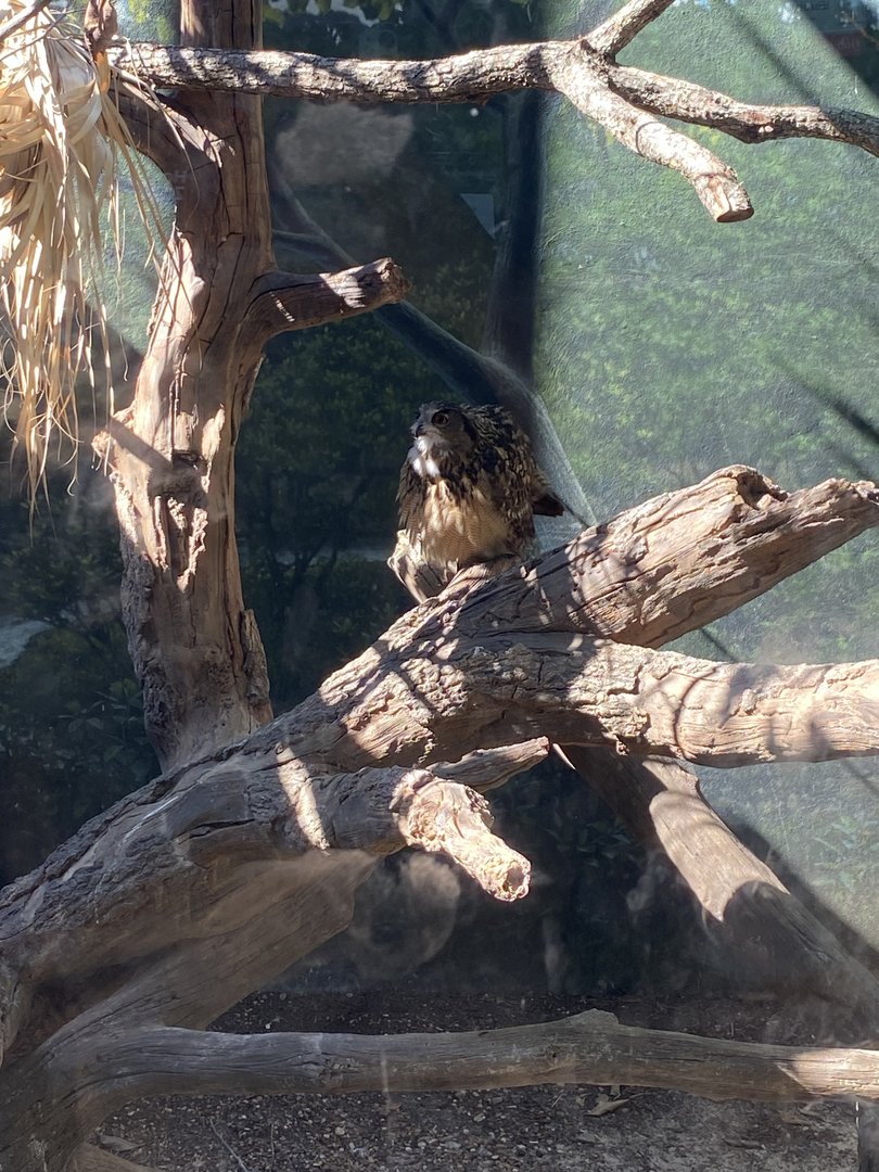 Eurasian Eagle Owl in old Bald Eagle enclodure