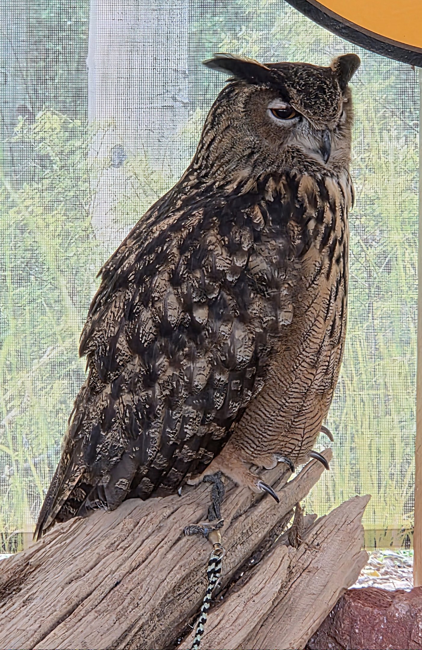 Eurasian Eagle Owl  - July 2025