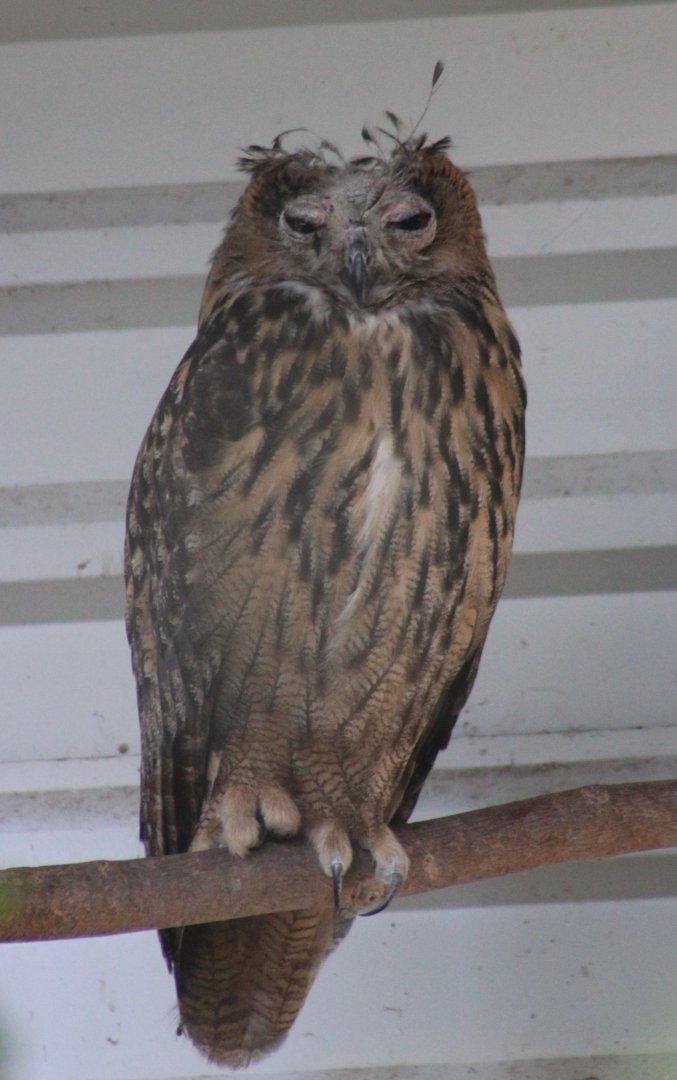 Eurasian eagle-owl - juvenile with a bad-hair day