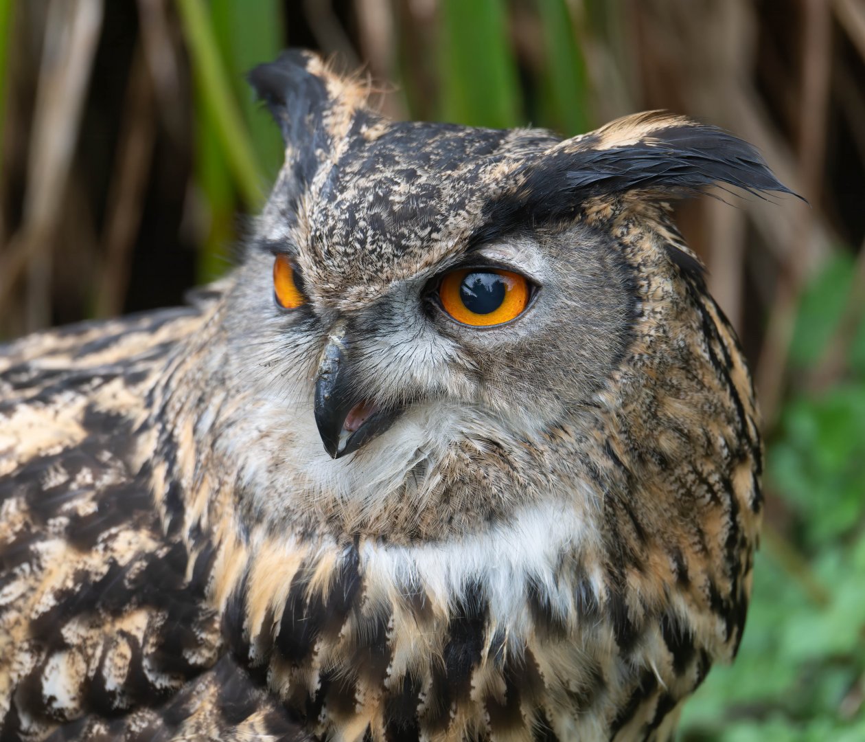 Eurasian eagle owl, Lincs wildlife park, UK