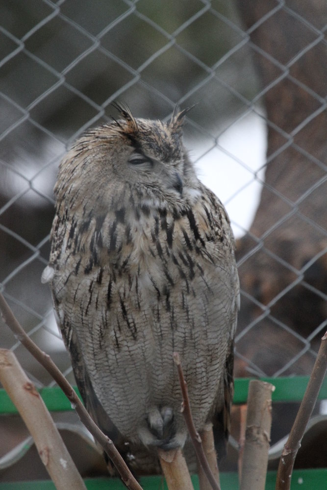 Eurasian Eagle Owl( MashhadZoo)