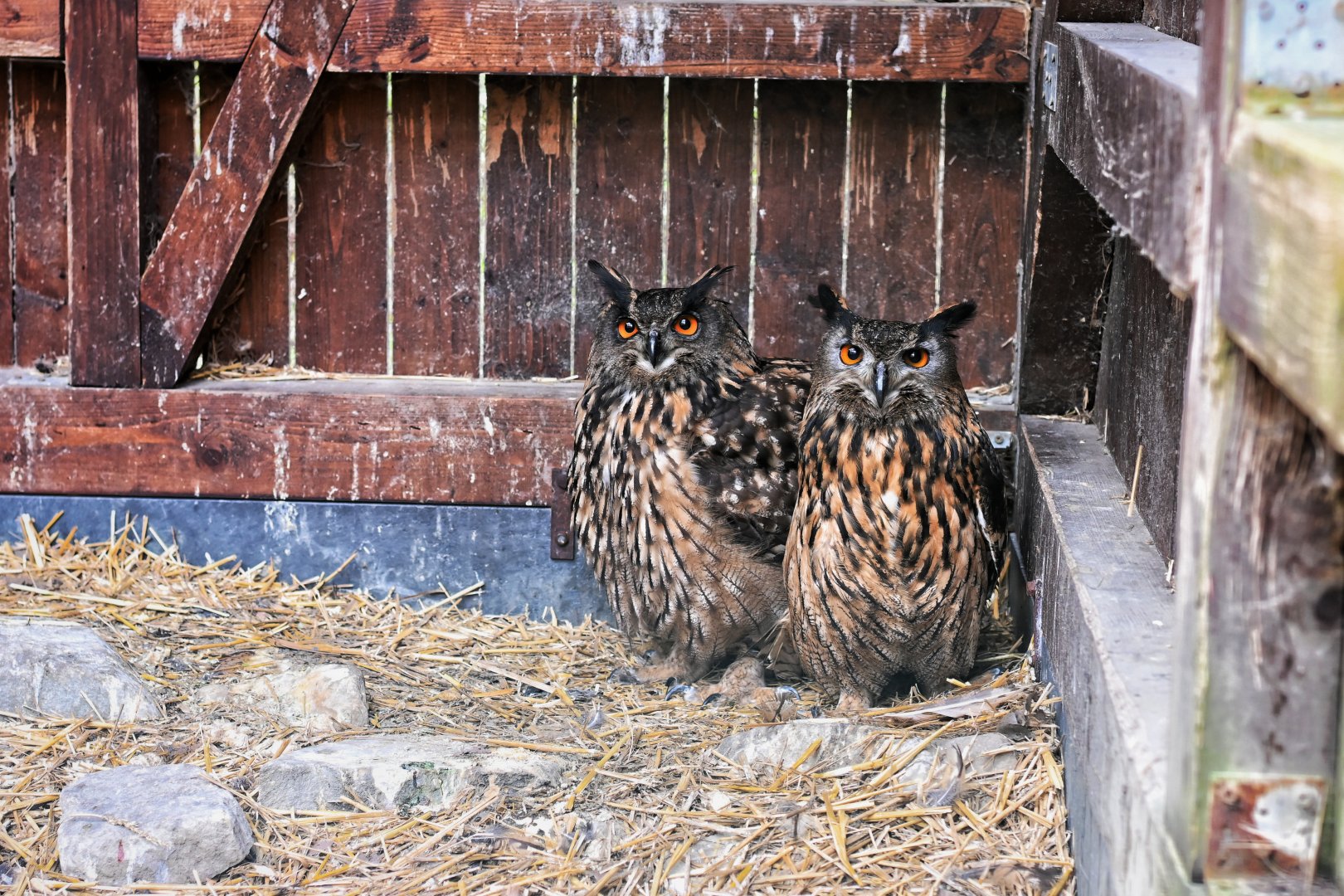 Eurasian eagle owl - Ornis