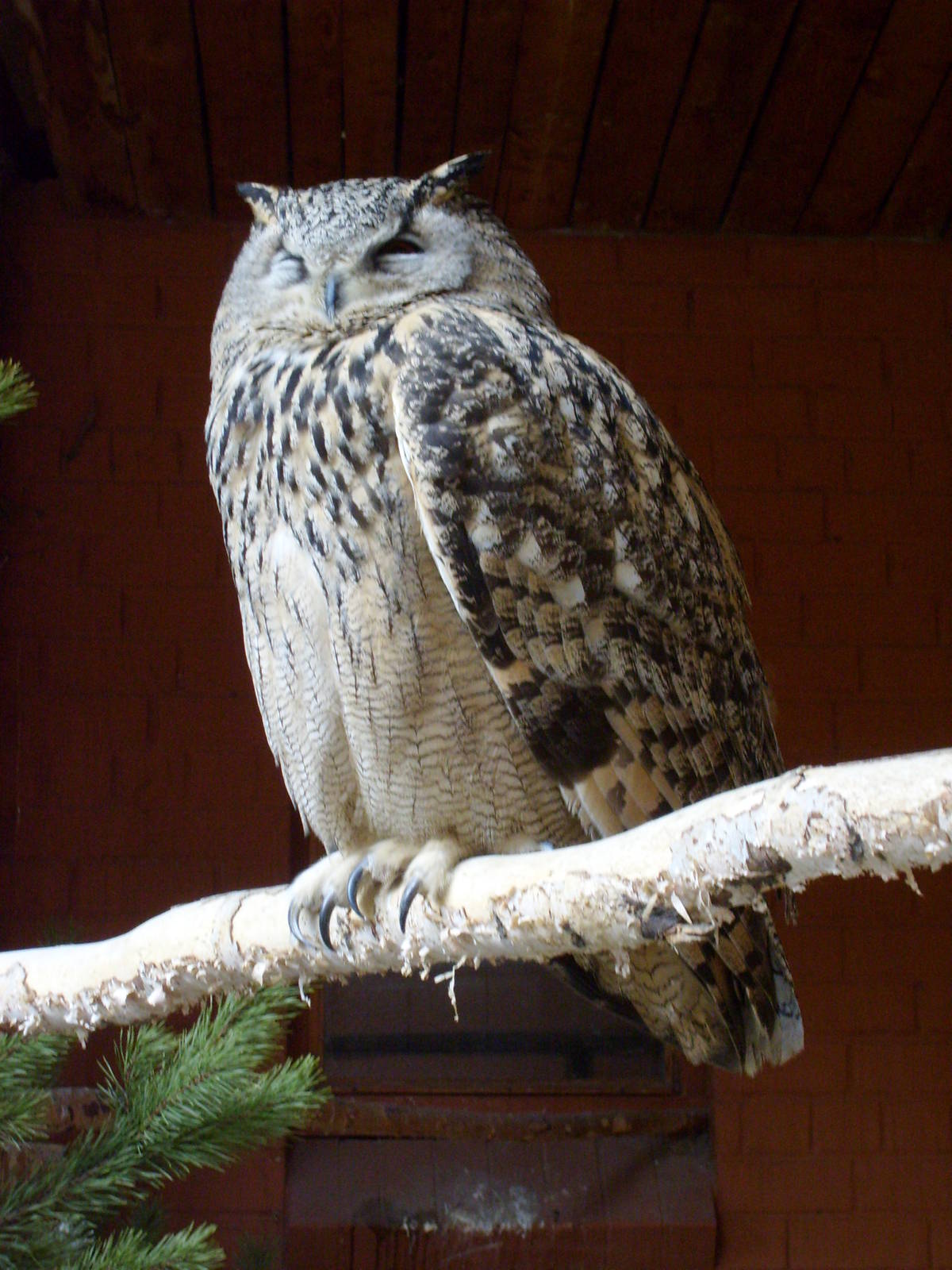 Eurasian eagle owl (phased out)