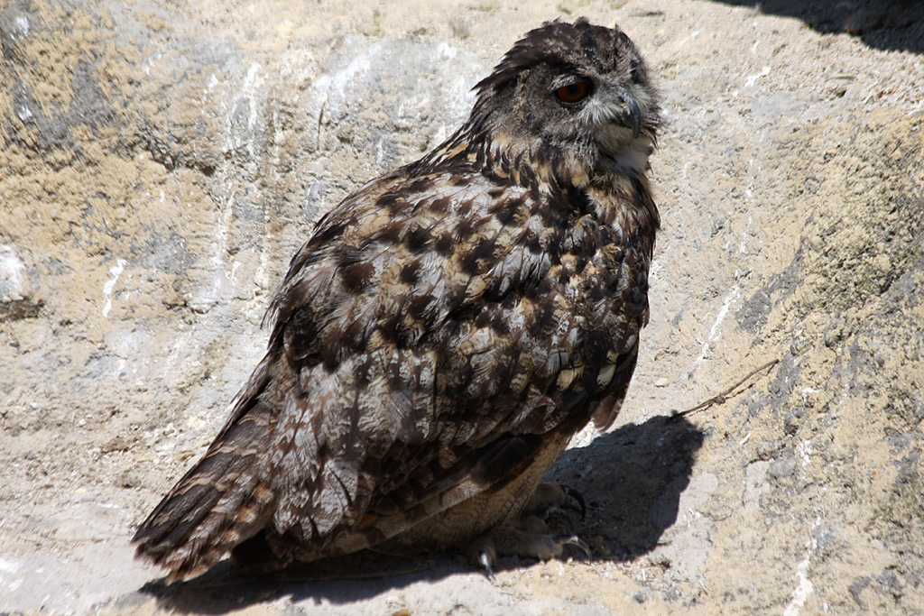 Eurasian Eagle Owl, Pont de Gau, 01/08/2011