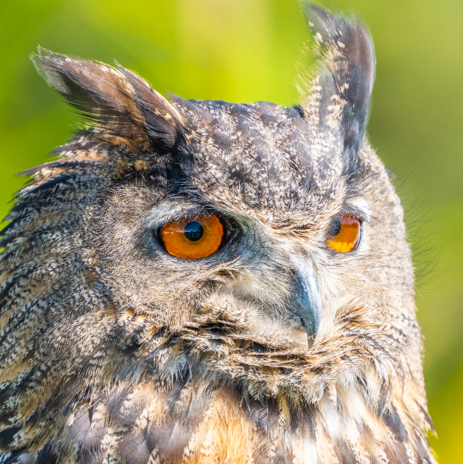 Eurasian Eagle Owl portrait