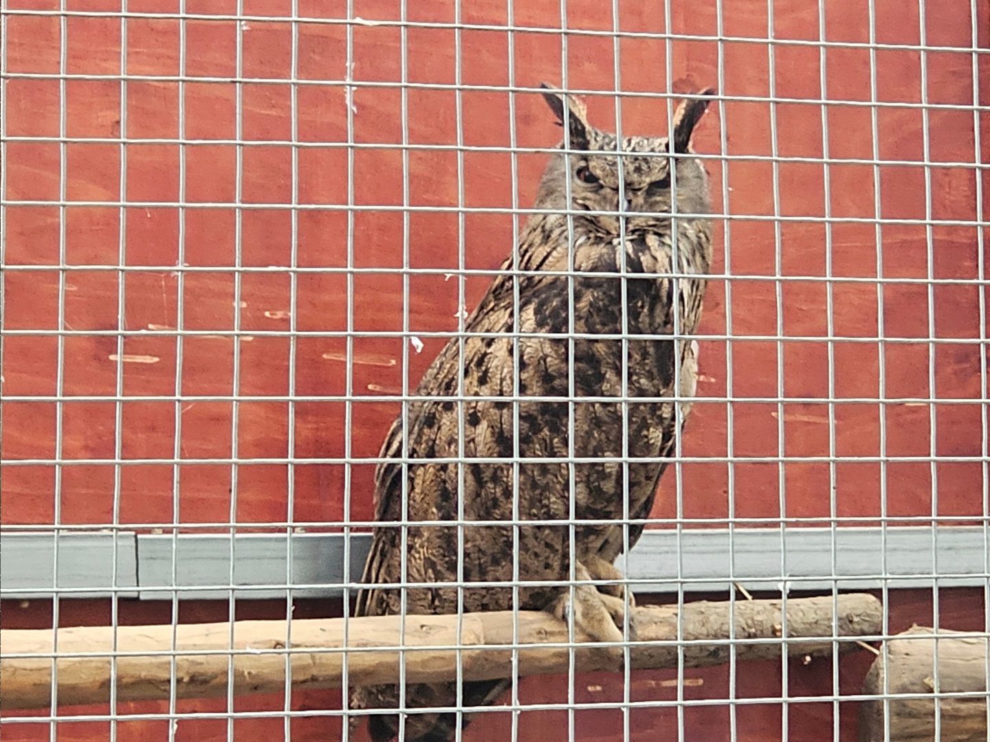 Eurasian eagle-owl (presumably Bubo bubo kiautschensis)