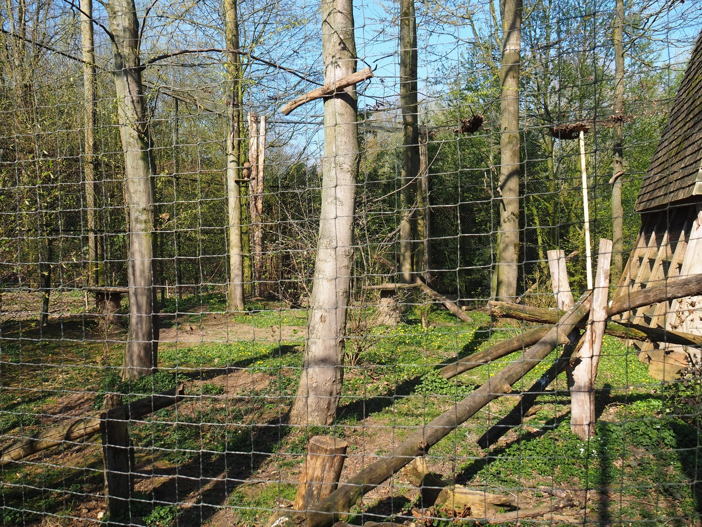 Eurasian eagle owl - Raven - Black stork aviary, 2019-03-30