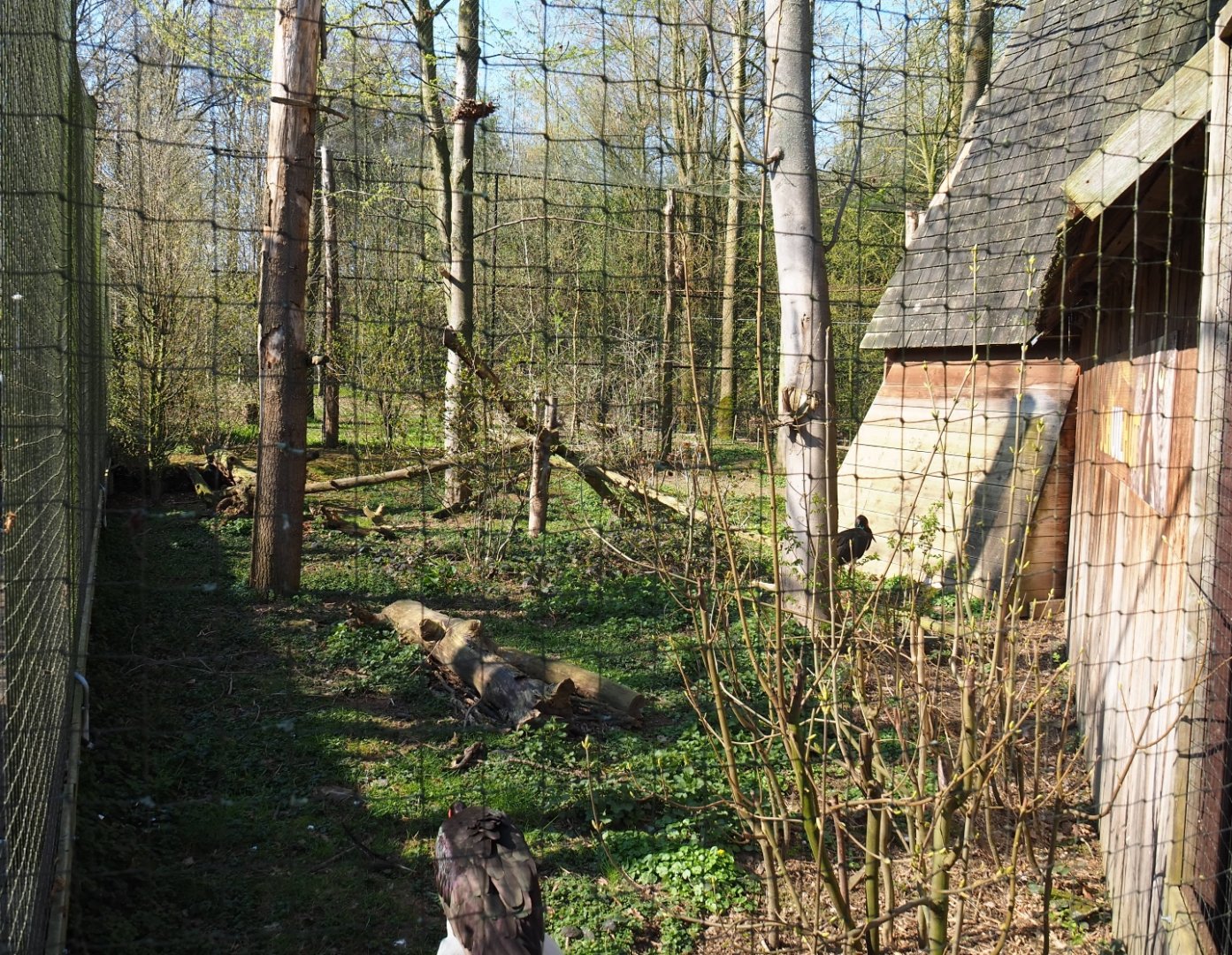 Eurasian eagle owl - Raven - Black stork aviary, 2019-03-30