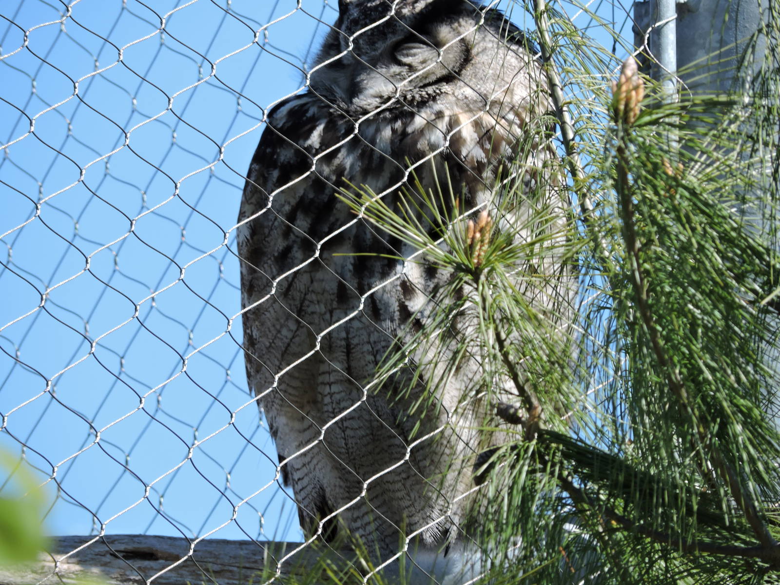 Eurasian Eagle Owl - Sheldon