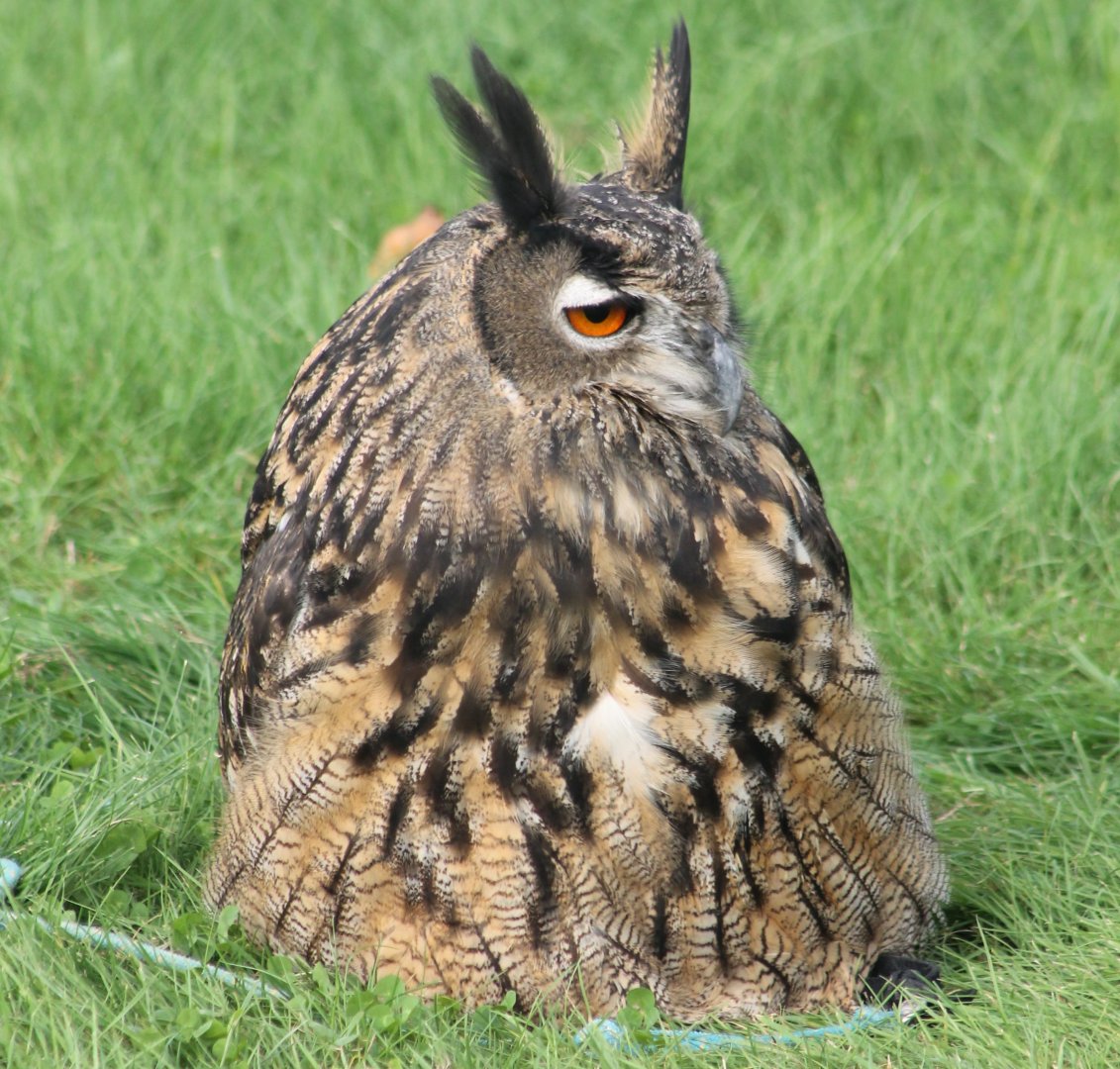 Eurasian eagle owl ssp