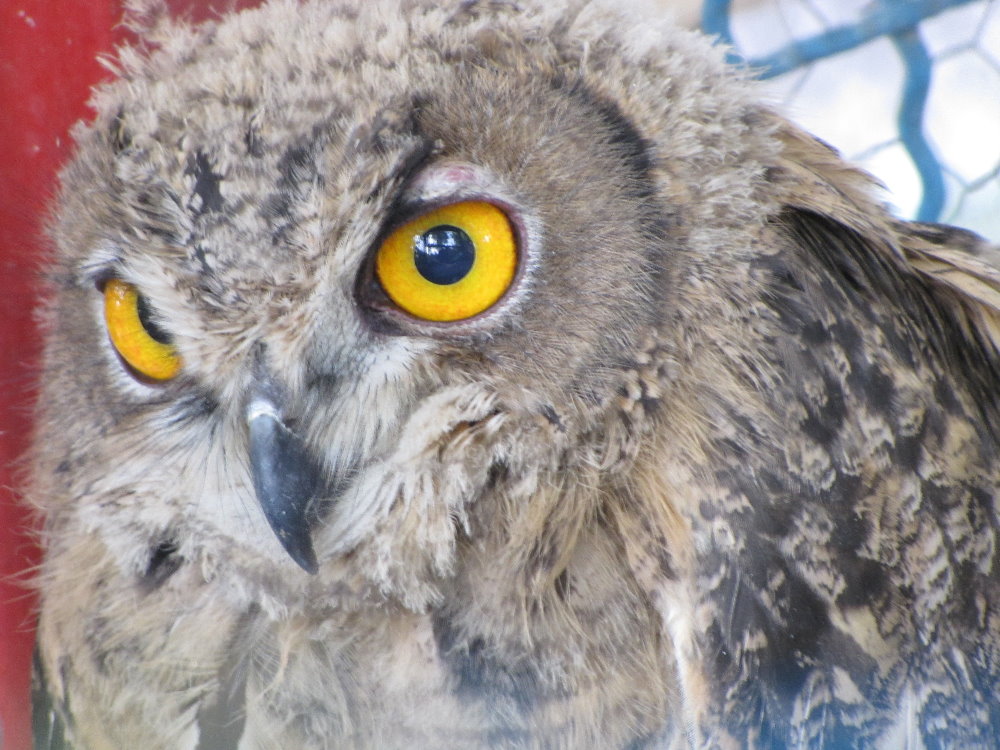 eurasian eagle owl(tehran zoo)
