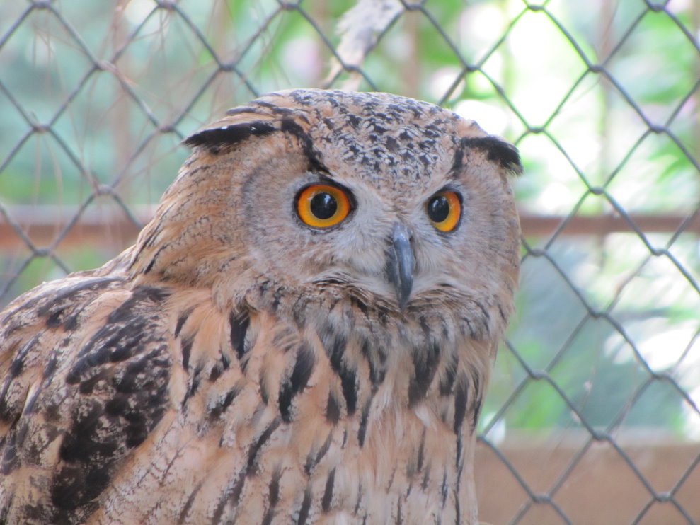 eurasian eagle owl(tehran zoo)