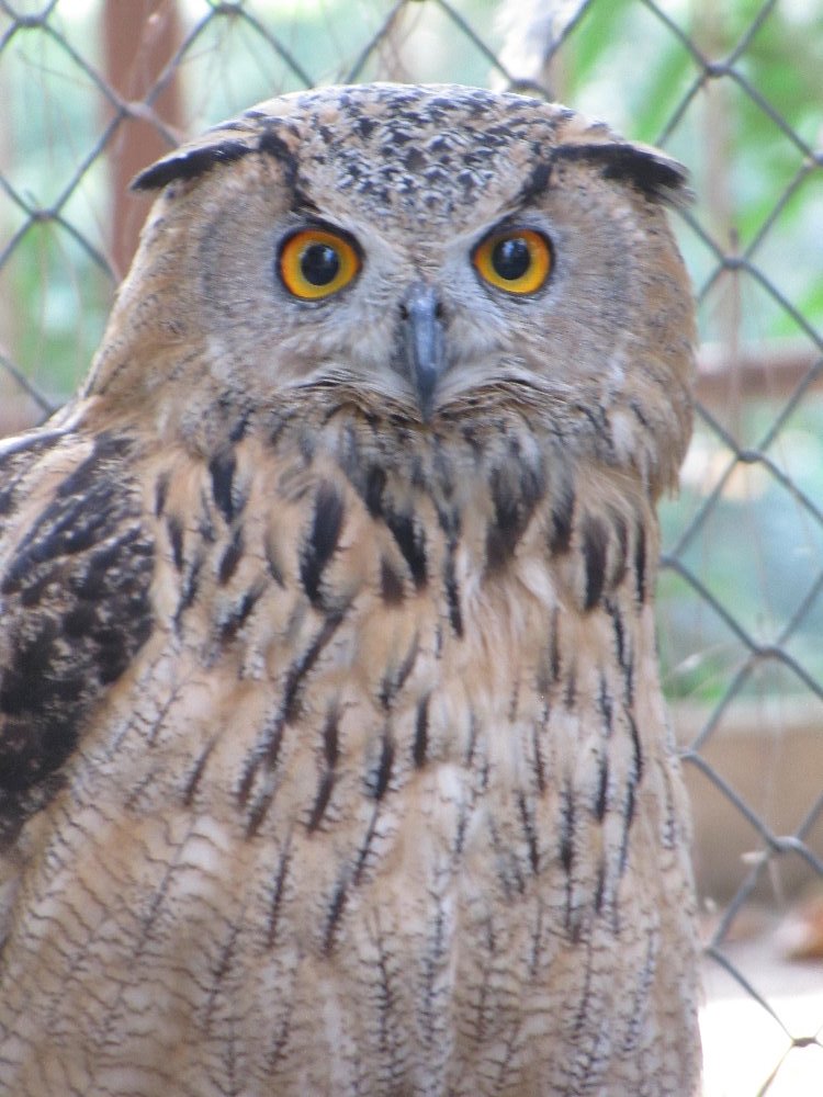 eurasian eagle owl(tehran zoo)