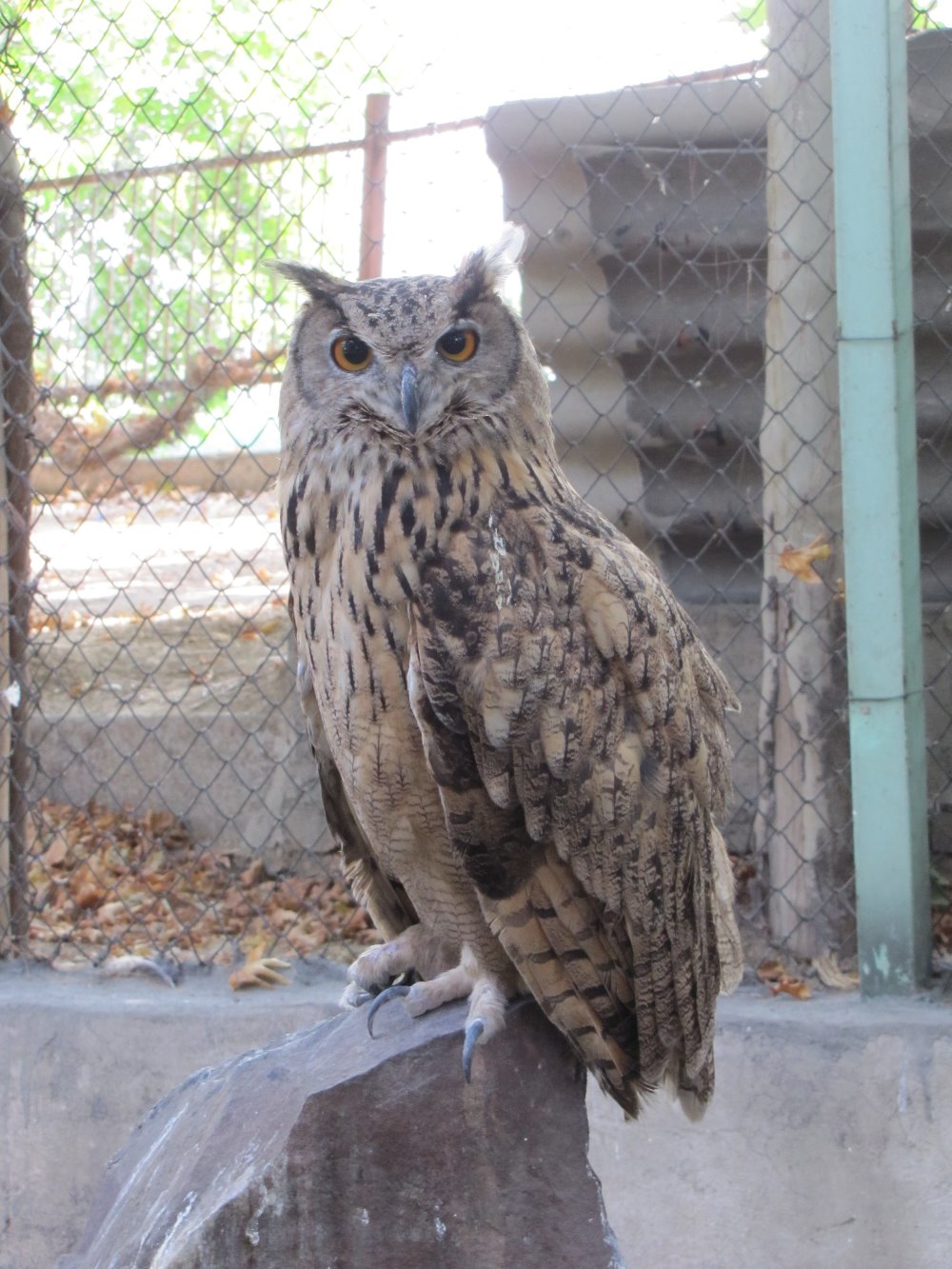 eurasian eagle owl(tehran zoo)