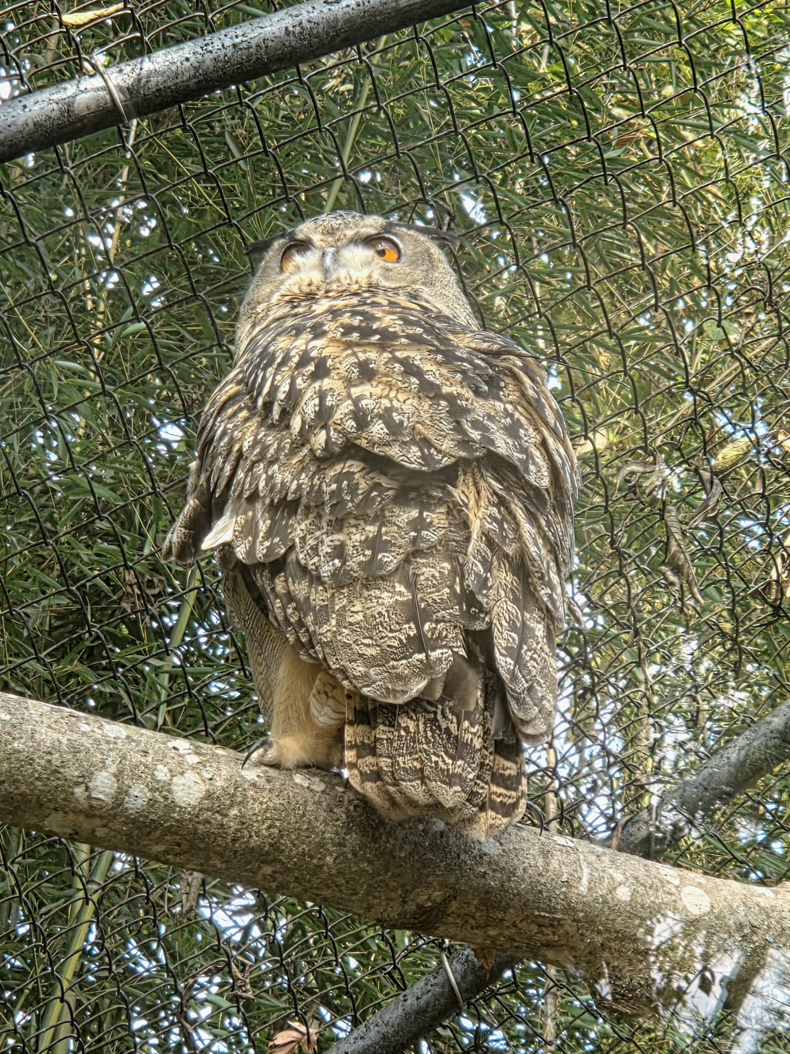 Eurasian Eagle Owl  - Zoo Knoxville